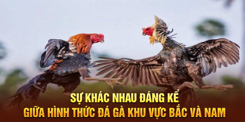 Sự khác nhau đáng kể giữa hình thức đá gà khu vực Bắc và Nam 